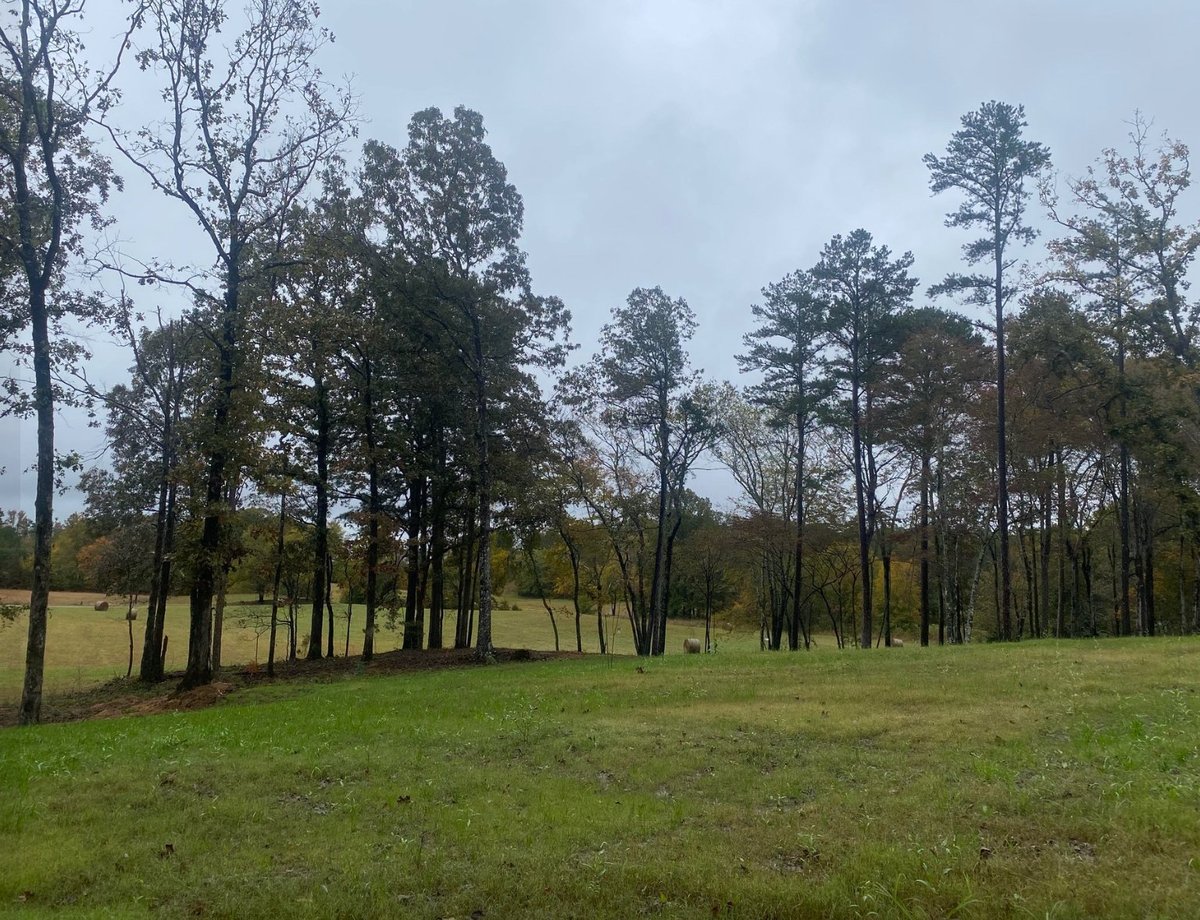 An established hydroseeded pasture with mature trees on a Jernigans Hydroseeding job site near Selmer, TN